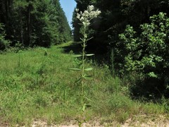 Eupatorium lancifolium