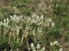 Eupatorium lancifolium