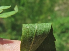 Eupatorium lancifolium