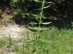 Eupatorium lancifolium