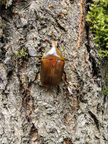 Torynorrhina thiemei