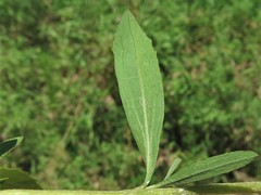 Eupatorium lancifolium