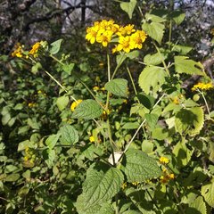 Hymenostephium cordatum