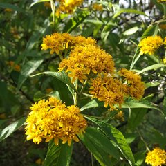 Verbesina perymenioides