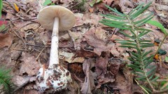 Amanita porphyria