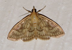 Crocidophora serratissimalis