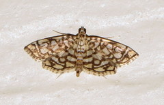 Lygropia rivulalis