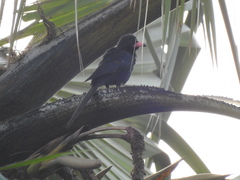 Ptilostomus afer