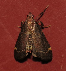 Hypsopygia intermedialis