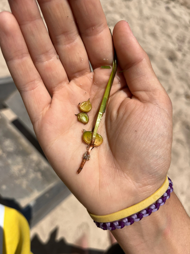 Photo of Little Neptune grass (Cymodocea nodosa)