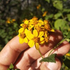 Hymenostephium cordatum