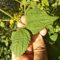 Hymenostephium cordatum
