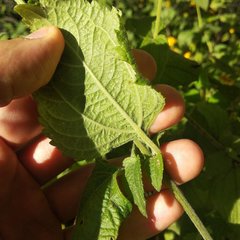 Hymenostephium cordatum