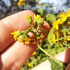 Hymenostephium cordatum