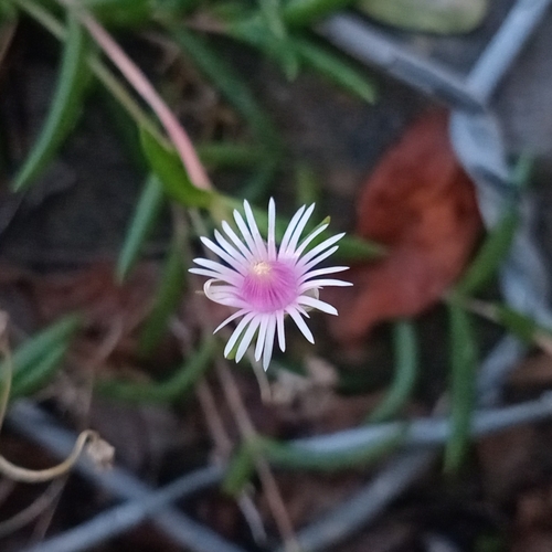 Delosperma crassuloides (Delosperma crassuloides)