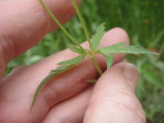 Geranium californicum