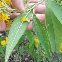 Verbesina perymenioides
