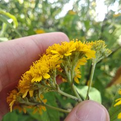 Verbesina perymenioides