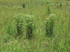 Eupatorium × truncatum