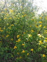 Verbesina perymenioides