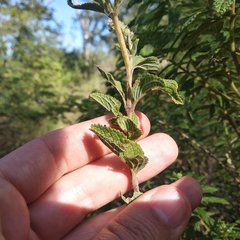 Asterohyptis stellulata