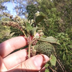 Asterohyptis stellulata