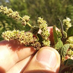 Asterohyptis stellulata