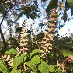 Salvia lasiantha