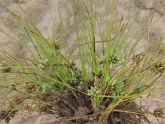 Fimbristylis vahlii