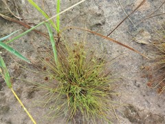 Fimbristylis vahlii