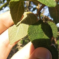 Salvia lasiantha