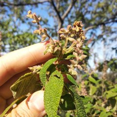 Salvia lasiantha