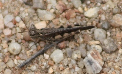 Austroicetes
