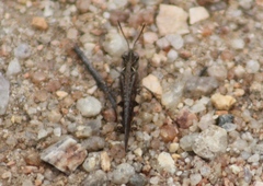 Austroicetes