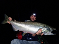 Chinook Salmon photo 5