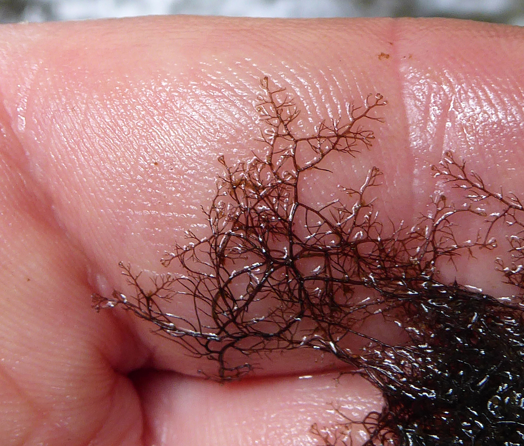 Bostrychia harveyi