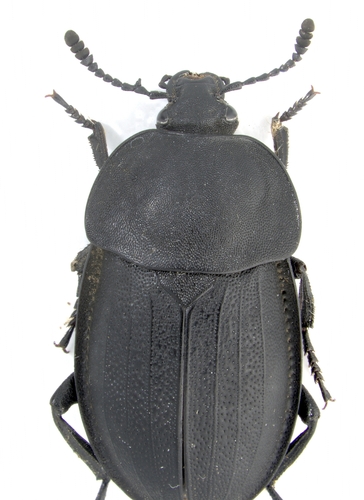Obscure Carrion Beetle