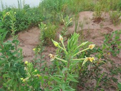 Oenothera villosa villosa