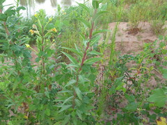 Oenothera villosa villosa