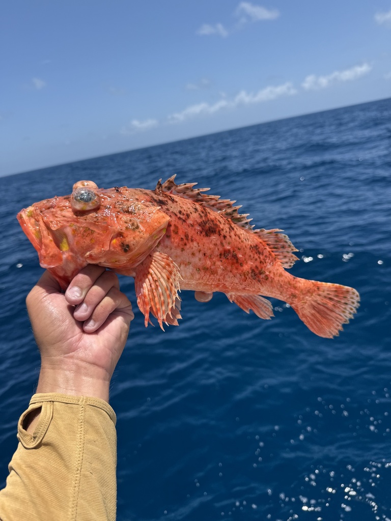 Spinycheek Scorpionfish