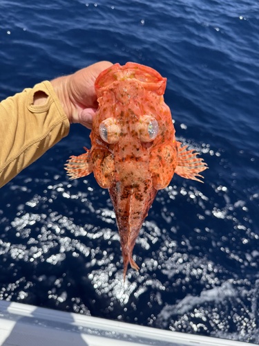 Spinycheek scorpionfish (Neomerinthe hemingwayi) — Scorpaenidae — 5