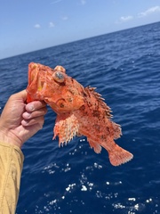 Spinycheek Scorpionfish photo 4