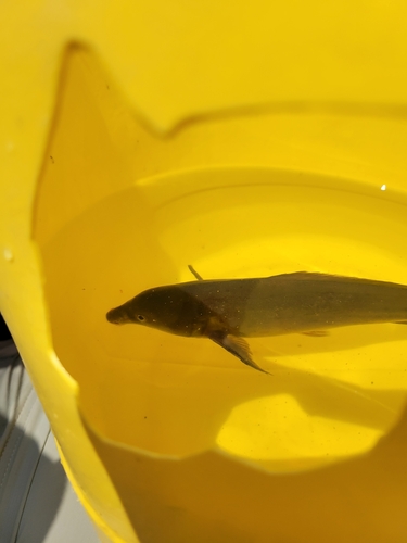 Bottlenose (Mormyrus kannume) — Mormyridae