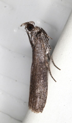 Sciota melanostyla