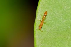 Pseudomyrmex simplex