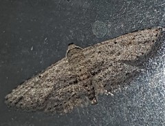 Araeopteron canescens