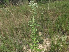Eupatorium lancifolium