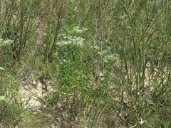 Eupatorium lancifolium