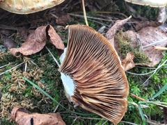 Pholiota