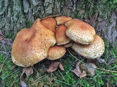 Pholiota